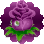 Rosa Exotica