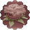 Rosa Marchita